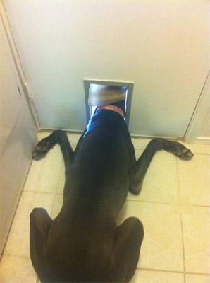 funny big dog small cat flap