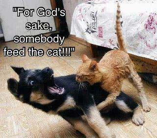 funny cat attacking dog pic