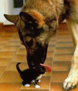 cute dog licks kitten pic