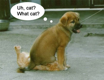 funny pic dog sits on cat