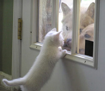 cute kitten looking at dogs