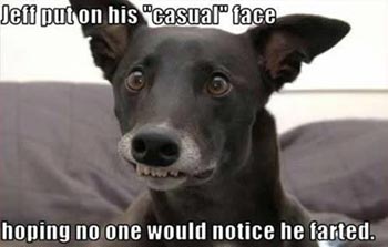 funny dog pic dog fart