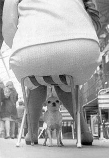 funny dog pic fat bum