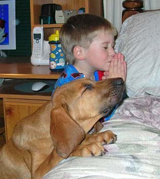 funny dog pic pray