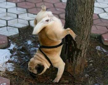 funny dog pic high wee up tree