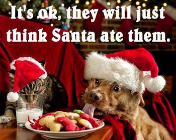 dog and cat eating Santa's food