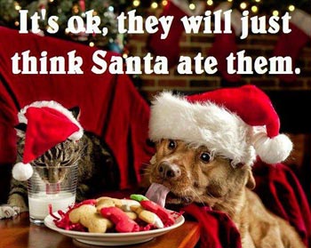 Funny Christmas Dogs