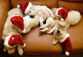 cute puppies in Christmas hats