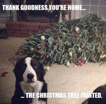 dog says the Xmas tree has fainted