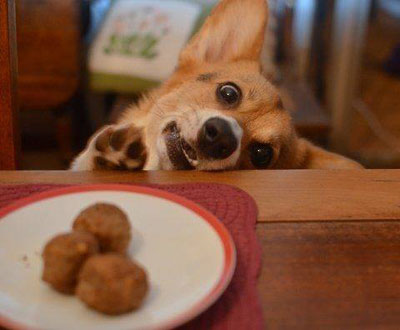 funny dog looking at food