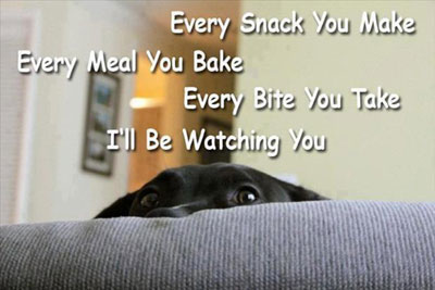 dog watching humans eat food