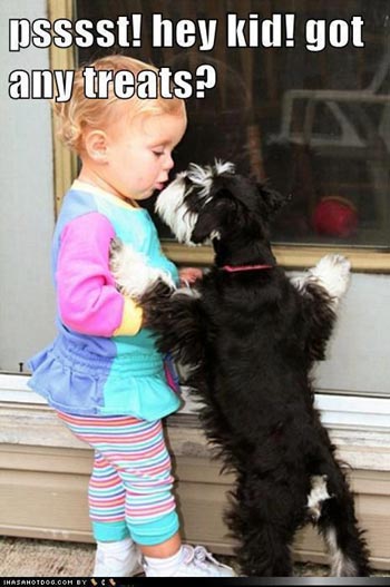 dog asking child for food