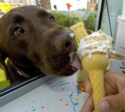 dog licking icecream