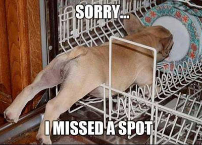 dog in dish washer