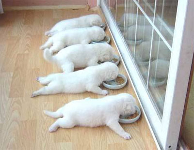 puppies eating their food