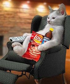 funny cat relaxing