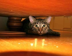 cat hiding under sofa