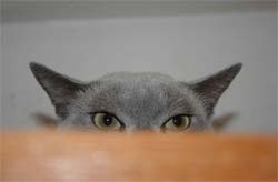 evil cat hiding