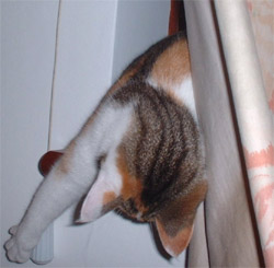 cat on curtains