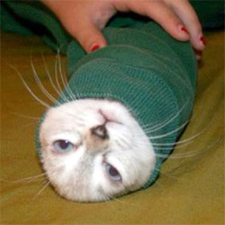 cat wrapped up
