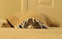 cat hiding under rug