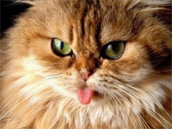 funny cat with tongue out