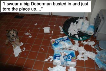 Funny Dog Pics - Dogs Home Alone | D for Dog Funny Dog Pics - Dogs Home Alone | D for Dog
