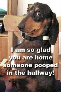 dog home alone someone pooped