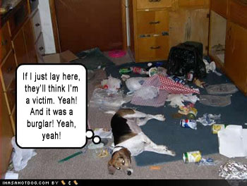 funny dog blames burglar