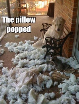 funny dog and pillow