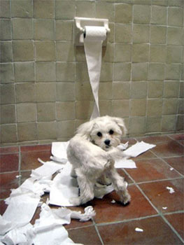 cute dog and toilet roll