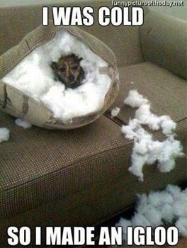 funny dog makes igloo in cushion