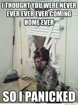 dog home alone