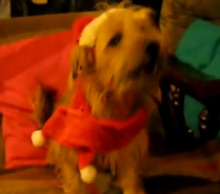 Funny Animals Sing Jingle Bells