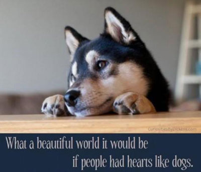 people should be more like dogs