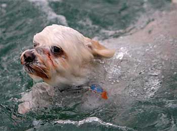 dog still in water
