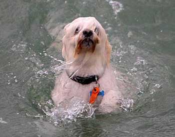 dog in water needs help