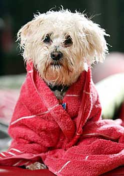 dog getting dry after rescue