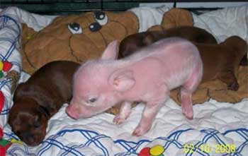 The Dachshund and Pink the Pig