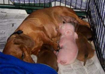 The Dachshund and Pink the Pig