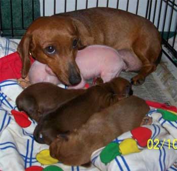 The Dachshund and Pink the Pig