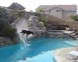 Dog Plays On Water Slide