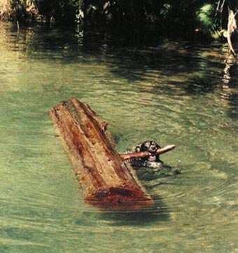dog swimming with big log