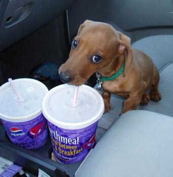 dog drinking from cup