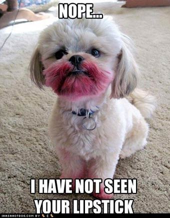 dog denies stealing lipstick
