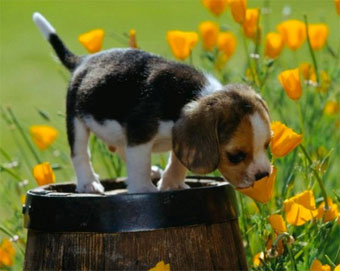 cute dog smelling a flower