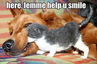 dog funny resolution smile more