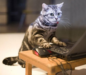 cat typing