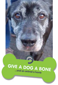 Give a Dog a Bone... and an animal a home
