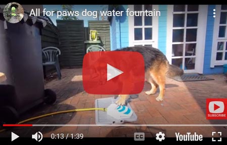 Outdoor dog water fountain